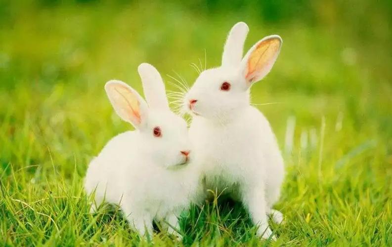 属兔的什么颜色最旺财 属兔的幸运颜色是什么色彩