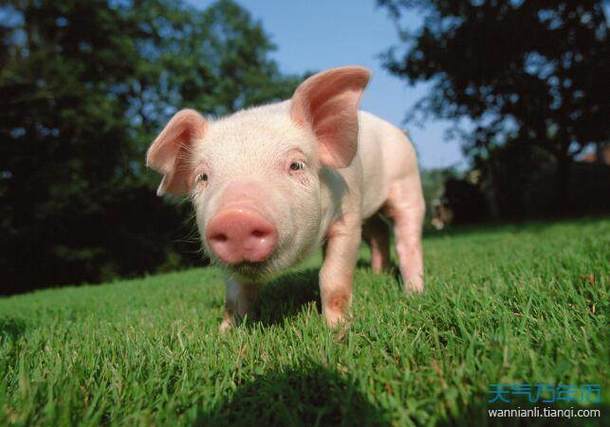 2023年猪运势每月运程 属猪人2023全年每月运程